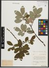 Foto von Salix appendiculata Vill.
